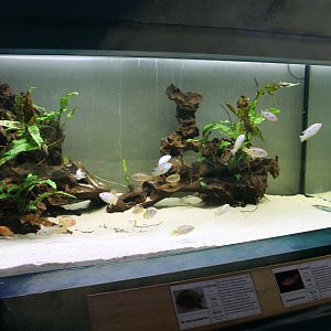 Cichlid - Softshell aquarium