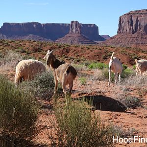 Navajo Sheep and Goats