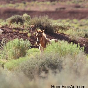 Feral Horse Foal