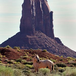 Feral Horse Stallion