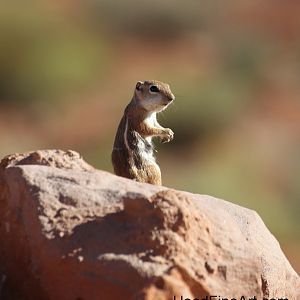 White Tailed Antelope Squirrel