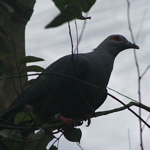 Red-eyed imperial-pigeon