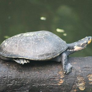 Yellow-spotted river-turtle