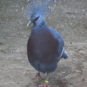 Victoria crowned pigeon