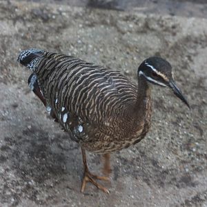 Sunbittern