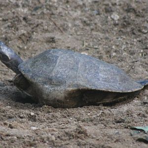 Yellow-spotted river-turtle