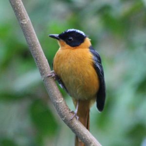 Snowy-crowned robin-chat