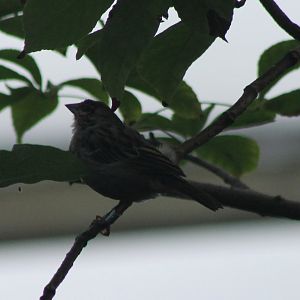 Blue-black grassquit
