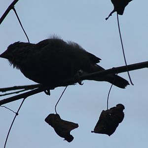 Blue-black grassquit