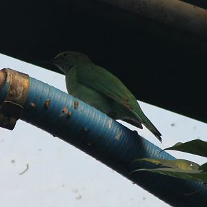 Golden-fronted leafbird