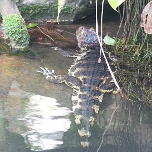 Broad-snouted caiman