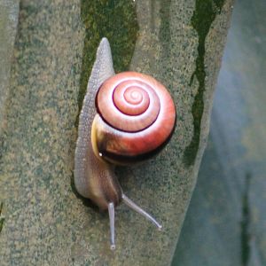 Landsnail ID