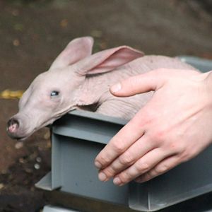 Baby Aardvark