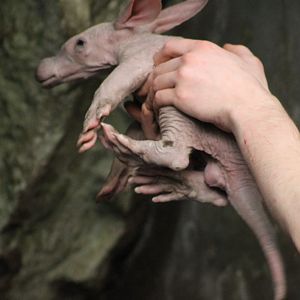 Baby Aardvark