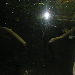 Randers Regnskov - Piranha tank