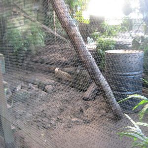 Randers Regnskov - Coati exhibit