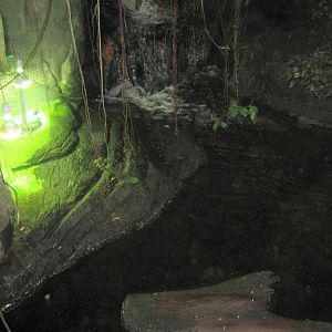 Randers Regnskov - Red-eared slider exhibit