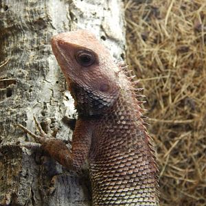 Oriental Garden Lizard