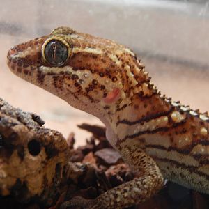 Madagascar Ground Gecko