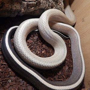Cave-dwelling Ratsnake