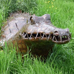 American Crocodile at British Iron Works Centre