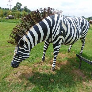 Plains Zebra at British Iron Works Centre
