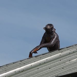Escaped Chimpanzee at British Iron Works Centre