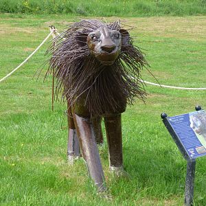 Asiatic Lion at British Iron Works Centre