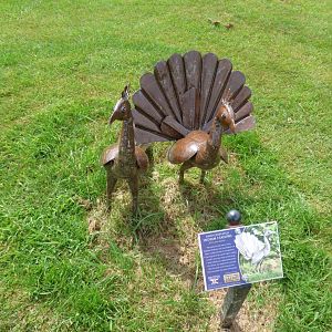 Indian Peacock at British Iron Works Centre
