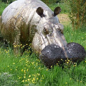 Common Hippo at British Iron Works Centre
