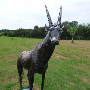 Oryx at British Iron Works Centre
