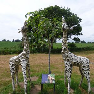 Angolian Giraffe at British Iron Works Centre