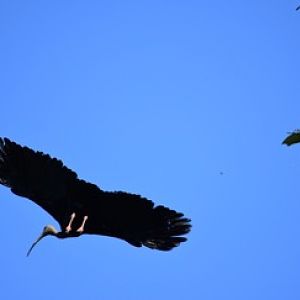 Giant Ibis (Thaumatibis gigantea)