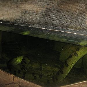 Randers Regnskov - Skull Cave - Anaconda exhibit