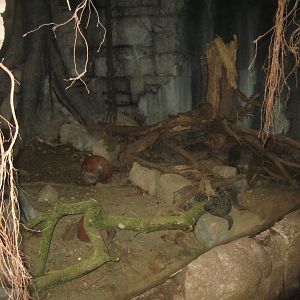 Randers Regnskov - Beaded lizard exhibit