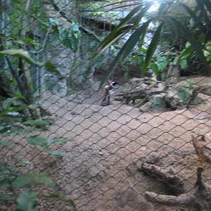 Randers Regnskov - Bush dog exhibit