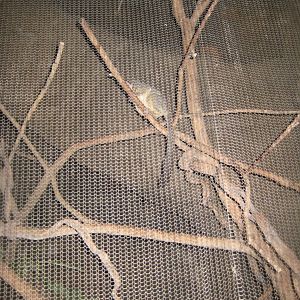 Randers Regnskov - Bushbaby exhibit