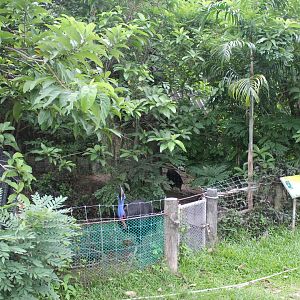 Common Cassowary enclosure