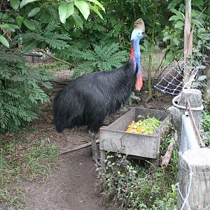 Common Cassowary
