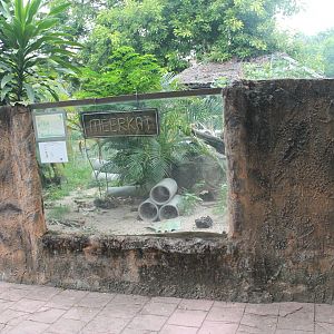 Meerkat enclosure