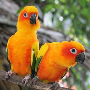 Sun Conures (Aratinga solstitialis)