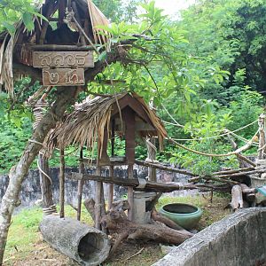 island enclosure for Two-toed Sloth (Choloepus didactylus)