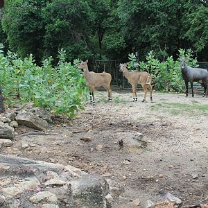 Nilgai (Boselaphus tragocamelus)