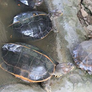 Giant Asian Pond Turtles (Heosemys grandis)