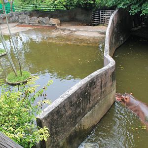 enclosures for Common Hippopotamus