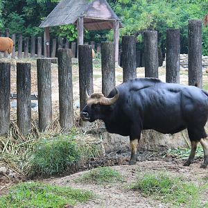 Gaur (Bos gaurus), with Banteng (Bos javanicus) behind