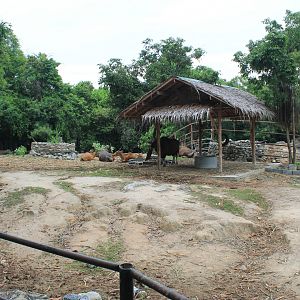 Banteng (Bos javanicus) enclosure