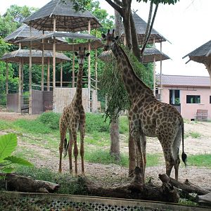 Giraffes