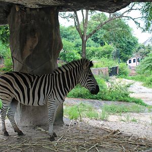 Zebra