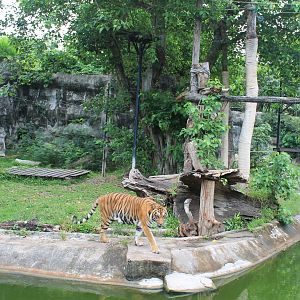 enclosure for Indochinese Tigers